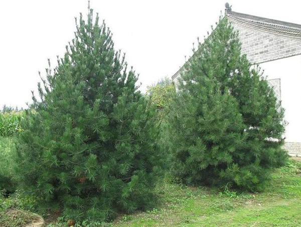 白皮松这种植物名称的由来，白皮松为什么叫白皮松？