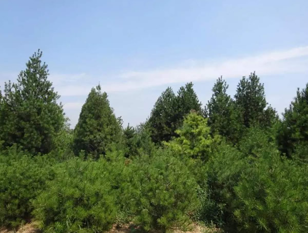 白皮松树有哪些作用？白皮松的价值有哪些？