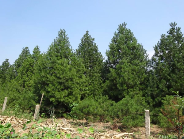 白皮松形态特征有哪些？