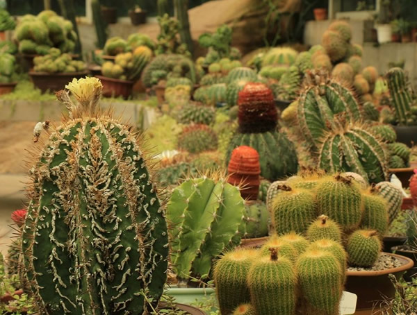 仙人球的特点有哪些？