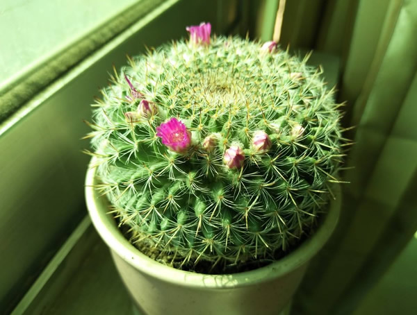 仙人球为什么能在沙漠长期生活？