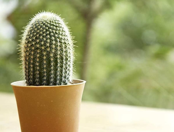 送仙人球代表什么意思？仙人球有什么寓意？