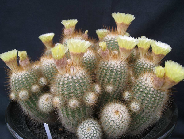 仙人球为什么耐旱？