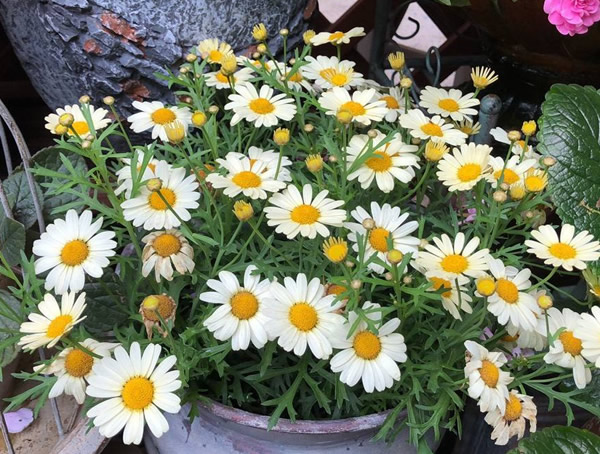 玛格丽特花在什么时候开花？