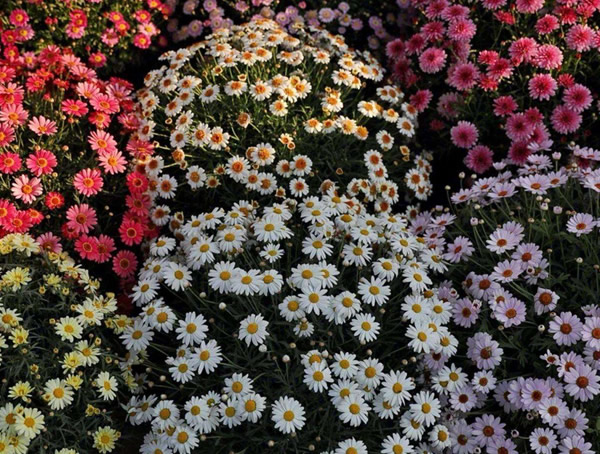 玛格丽特花为何只长叶子不开花？