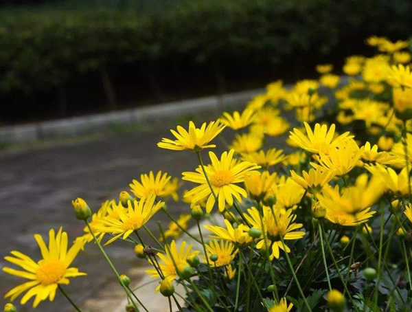 玛格丽特花在夏天怎么防暑？