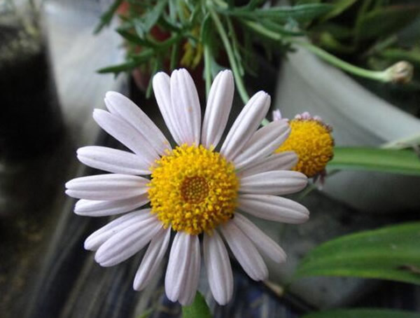 玛格丽特花和雏菊区别有哪些？