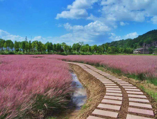 粉黛乱子草什么时候可以播种？