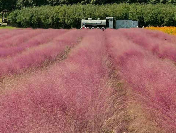 粉黛乱子草花期如何？
