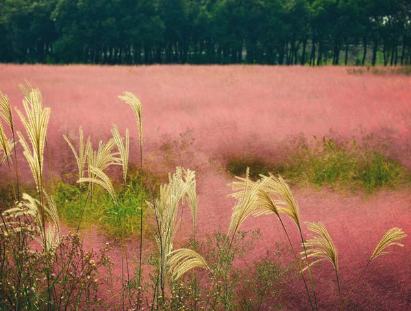 粉黛乱子草的介绍，粉黛乱子草的植物名称