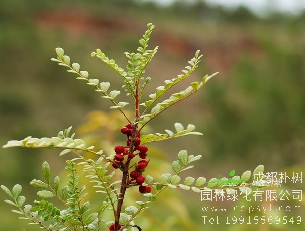 清香木价格-图片-形态特征-产地生境-生长习性以及主要价值