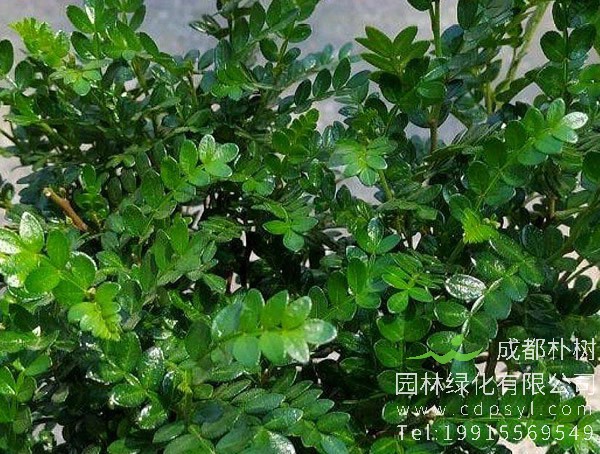 清香木价格-图片-形态特征-产地生境-生长习性以及主要价值