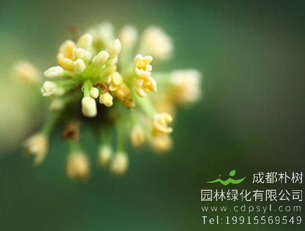 四季桂花价格-图片-形态特征-生长环境-分布范围以及主要价值