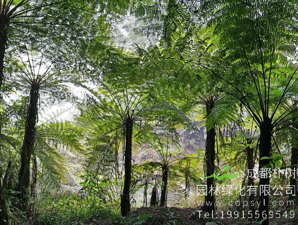 桫椤价格-图片-形态特征-生长习性-地理分布-主要价值以及植物文化