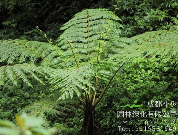 桫椤价格-图片-形态特征-生长习性-地理分布-主要价值以及植物文化