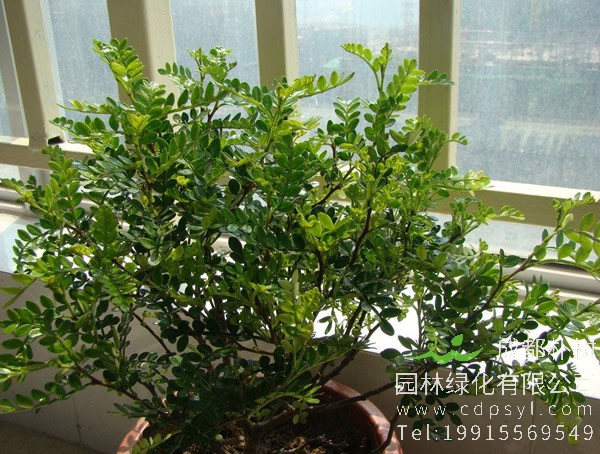 清香木的作用是什么？