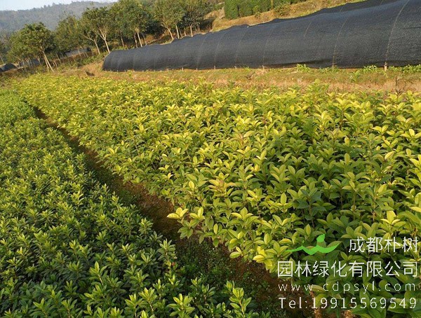 四季桂花价格-图片-形态特征-生长环境-分布范围以及主要价值