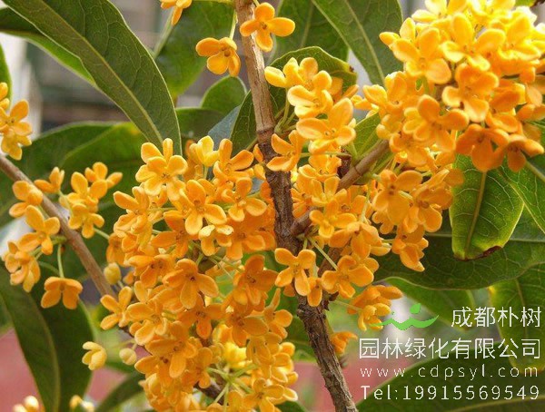 四季桂花价格-图片-形态特征-生长环境-分布范围以及主要价值