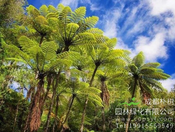 桫椤怎么种植？桫椤的栽培技术介绍