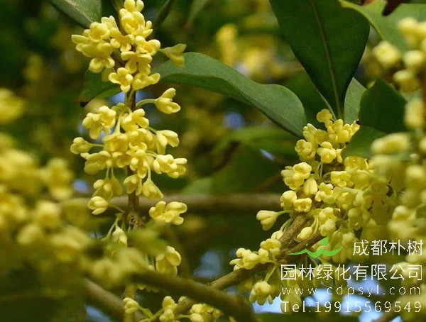 四季桂花价格-图片-形态特征-生长环境-分布范围以及主要价值