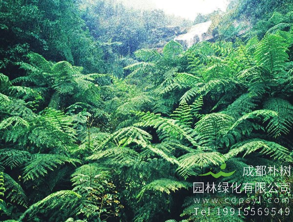 桫椤价格-图片-形态特征-生长习性-地理分布-主要价值以及植物文化