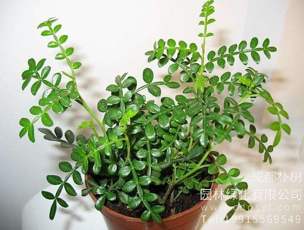 胡椒木和清香木有什么区别？