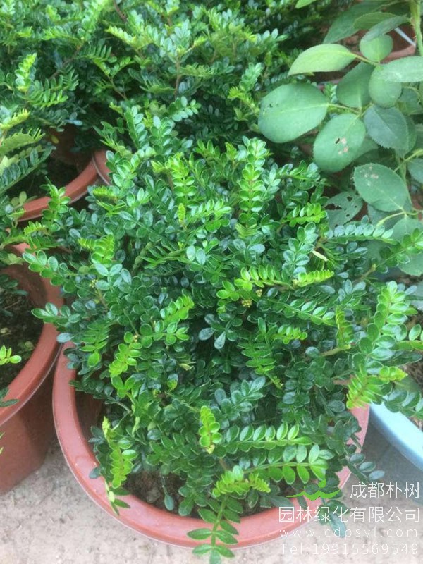 清香木在几月扦插比较容易活？