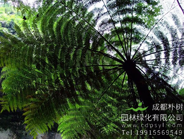 桫椤是什么植物？桫椤的功效与作用有哪些？