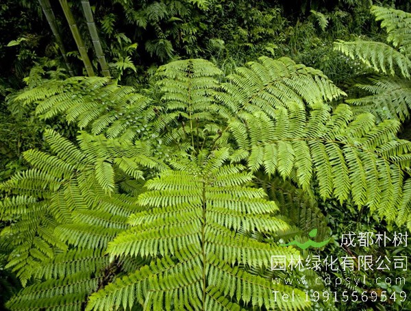 桫椤有哪些生活习性？为什么要保护桫椤？