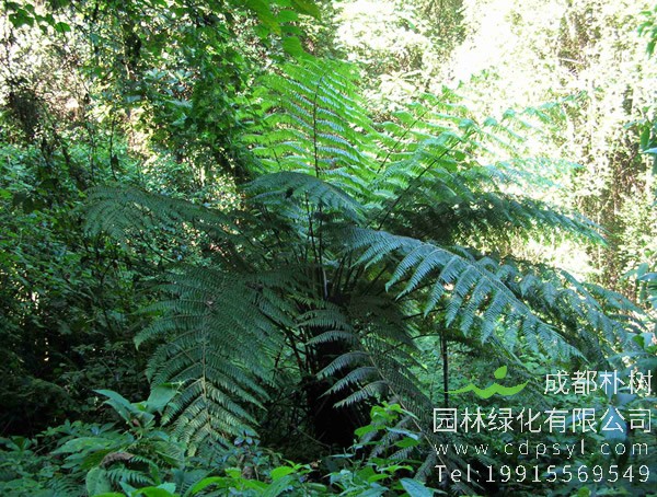 中国的桫椤分布在哪些地方？