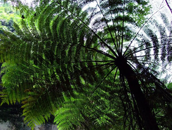 桫椤是什么植物？桫椤的功效与作用有哪些？