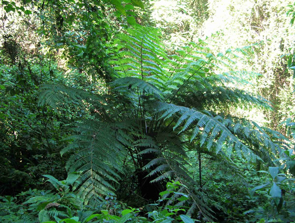 中国的桫椤分布在哪些地方？