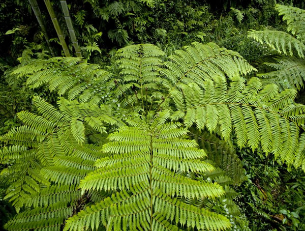 桫椤有哪些生活习性？为什么要保护桫椤？