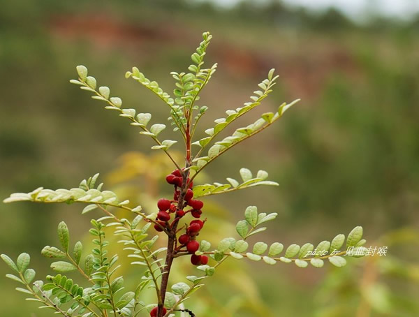 清香木价格-图片-形态特征-产地生境-生长习性以及主要价值