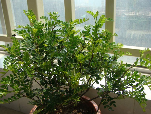 清香木的作用是什么？