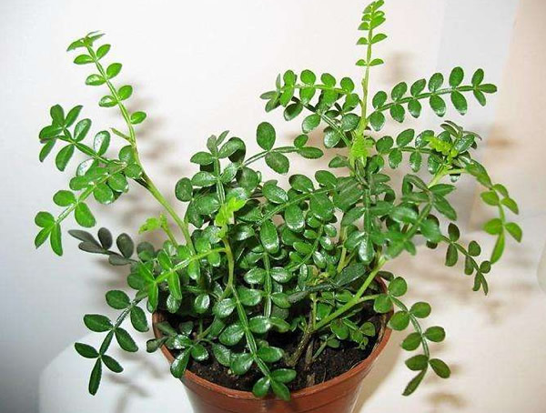 胡椒木和清香木有什么区别？