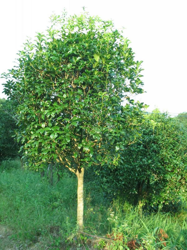 四季桂花和金桂有什么区别？