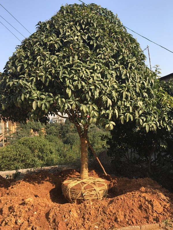 盆栽四季桂花树怎么养？