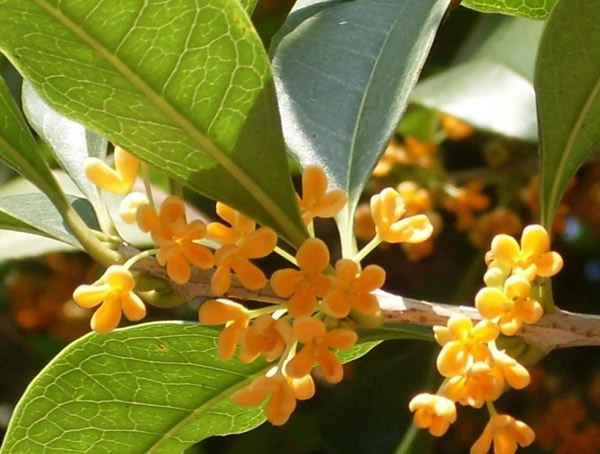 四季桂花喜欢阳光还是喜欢阴？