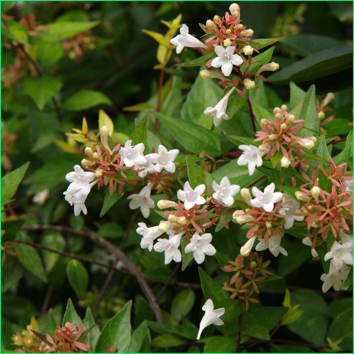 大花六道木报价