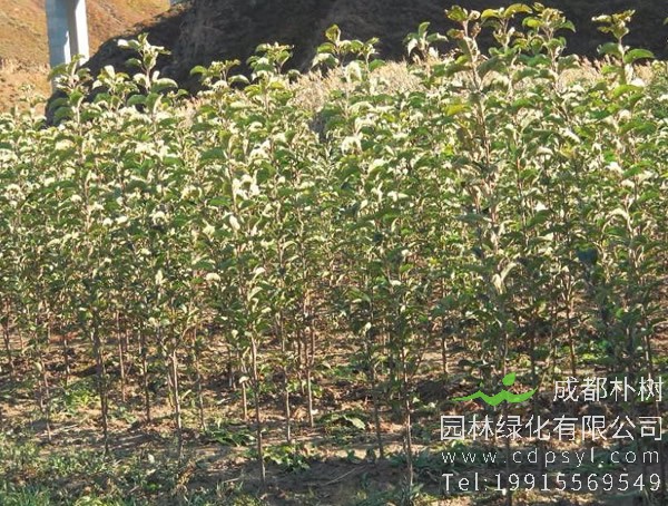 苹果树价格-图片-形态特征-分布范围-生长习性以及植物文化