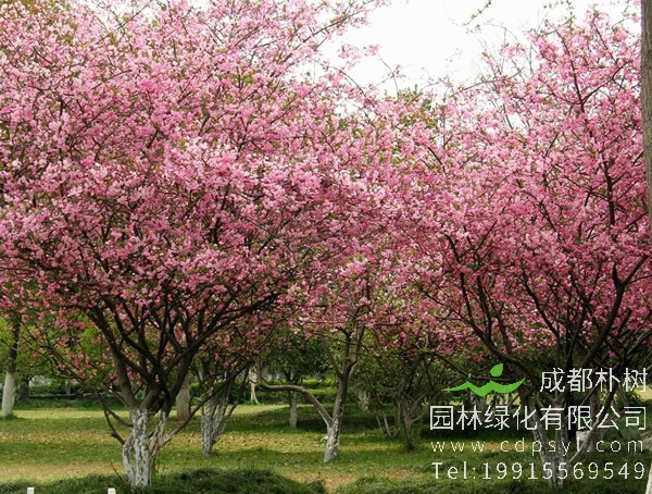 西府海棠价格-图片-形态特征-生长习性-分布情况-主要价值以及植物文化