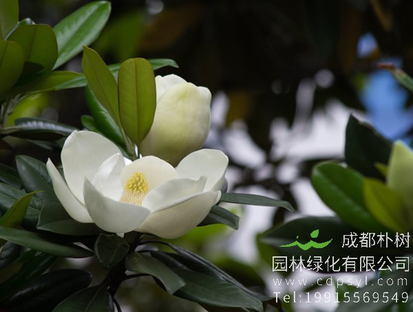 广玉兰价格-图片-形态特征-产地生境-生长习性-主要价值以及植物文化