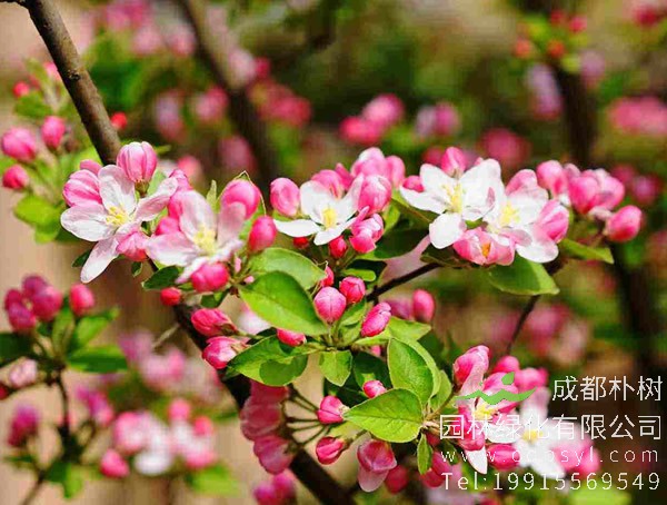 西府海棠价格-图片-形态特征-生长习性-分布情况-主要价值以及植物文化