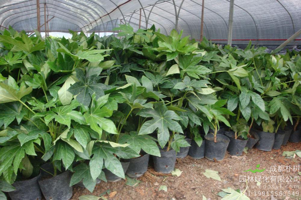 八角金盘如何种植？