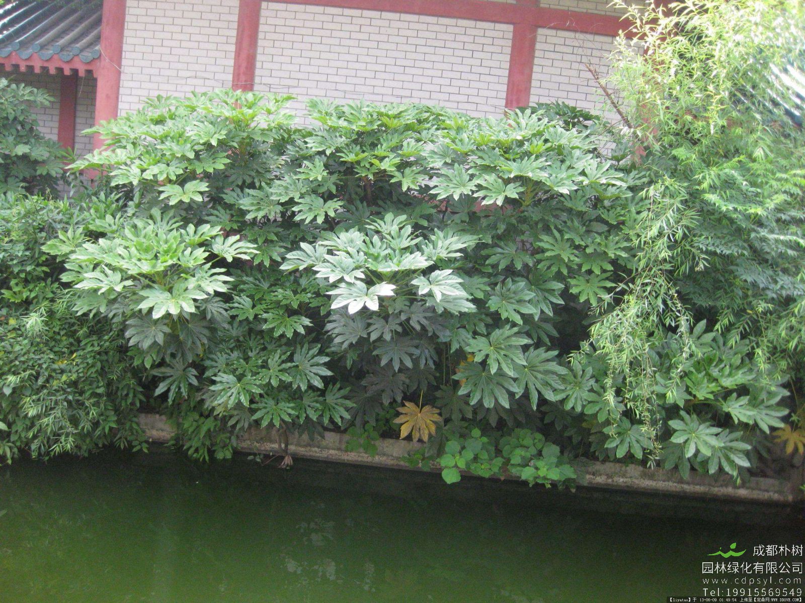 为什么八角金盘是绿化灌木首选？有哪些观赏价值？