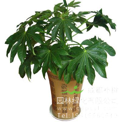 八角金盘能放室内养吗？