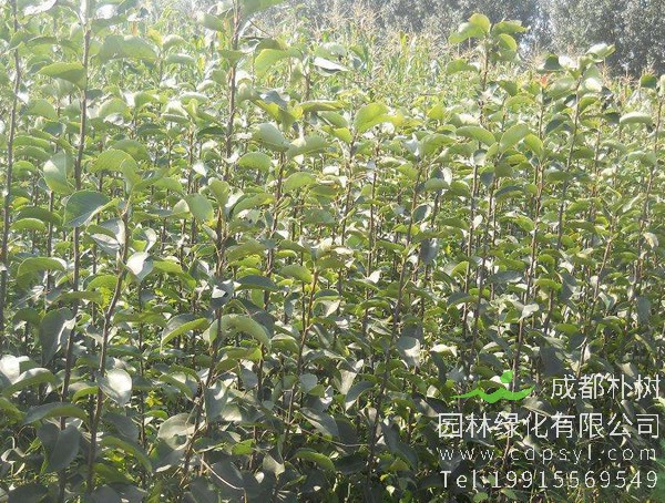 苹果树的形态特点是什么？