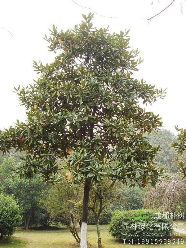 广玉兰价格-图片-形态特征-产地生境-生长习性-主要价值以及植物文化