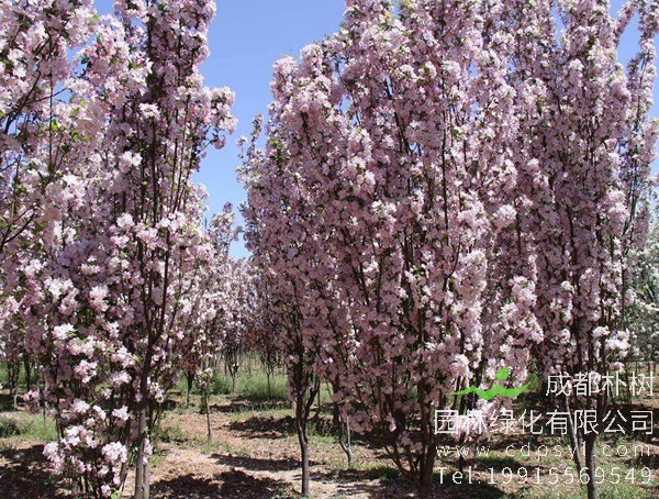 西府海棠价格-图片-形态特征-生长习性-分布情况-主要价值以及植物文化